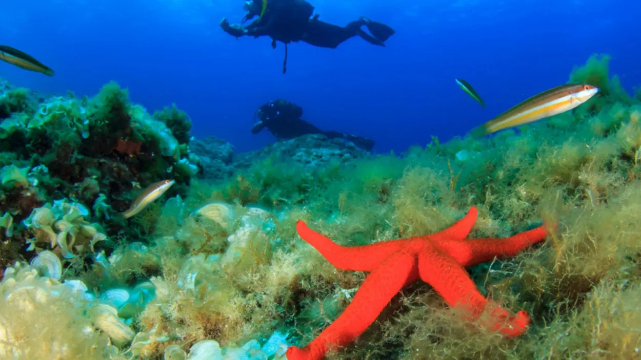 Mallorca Top Activities