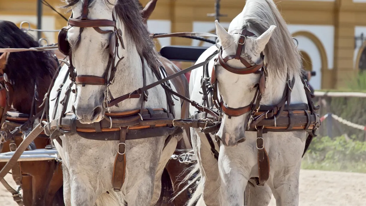 La passion des chevaux